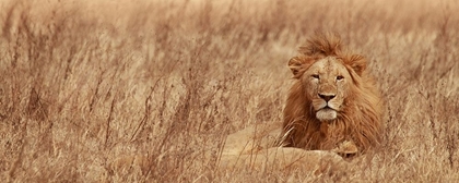 Picture of MAJESTIC LION