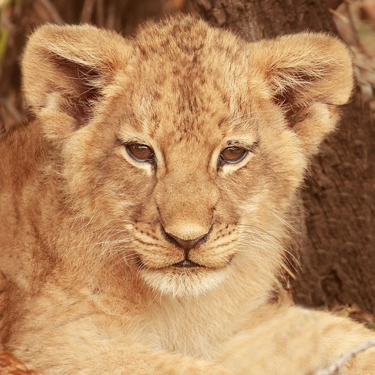 Picture of LION CUB