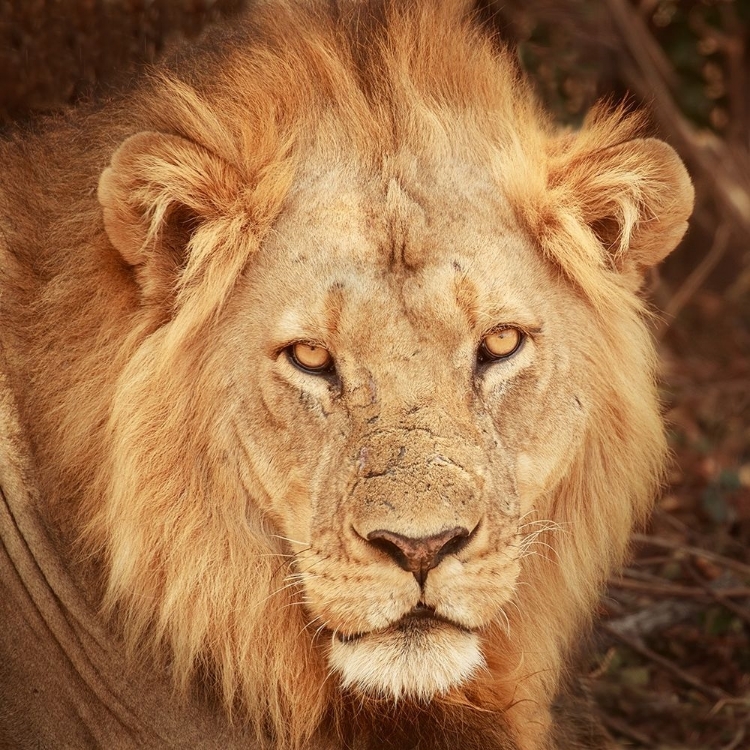 Picture of LION UP CLOSE