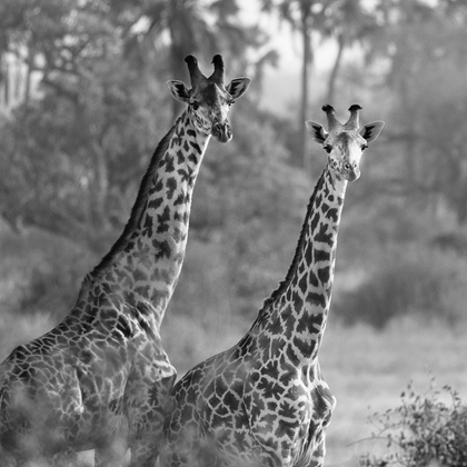 Picture of A PAIR OF GIRAFFES