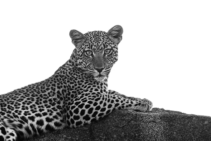 Picture of LEOPARD IN BLACK AND WHITE