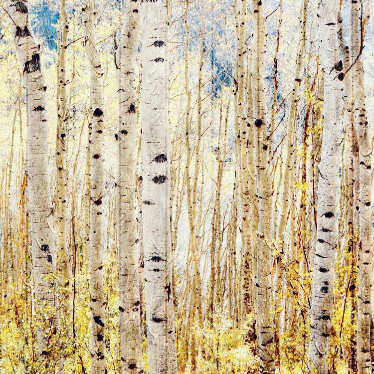 Picture of BIRCH GROVE