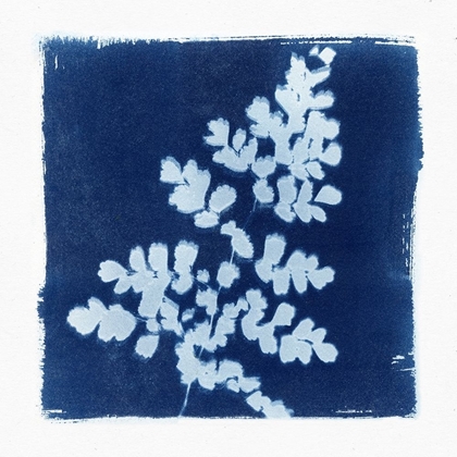 Picture of FLORA CYANOTYPE I