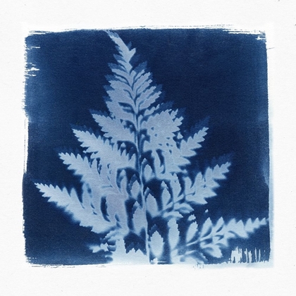 Picture of FLORA CYANOTYPE III