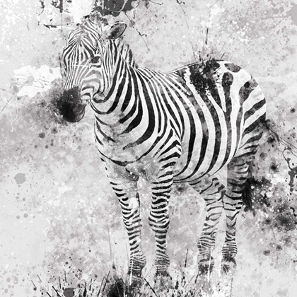 Picture of ZEBRA I