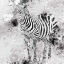 Picture of ZEBRA I