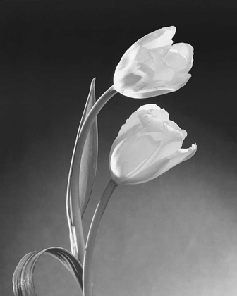 Picture of TULIP DUO