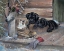 Picture of INQUISITIVE FRIENDS