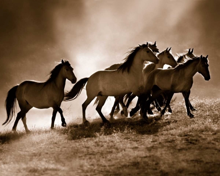 Picture of WILD HORSES