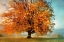 Picture of AUTUMNS PASSION