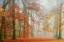 Picture of AUTUMN MIST