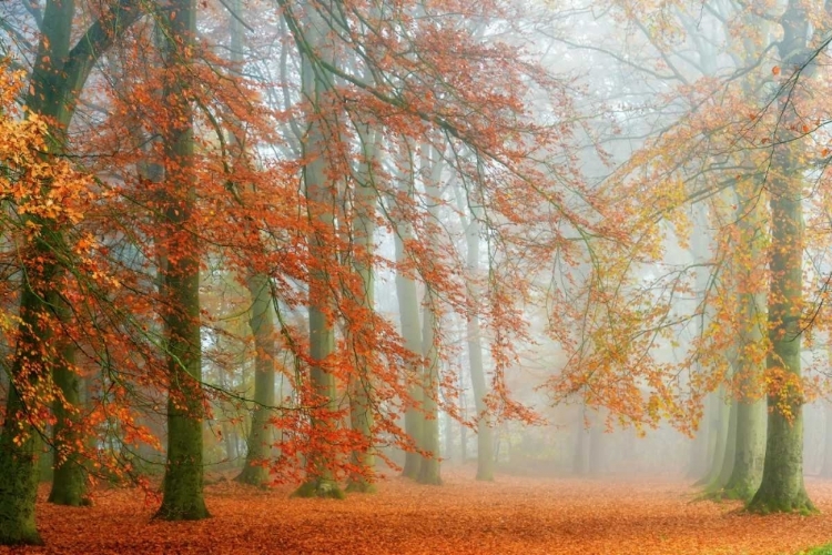 Picture of AUTUMN MIST