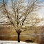 Picture of LONELY TREE IN THE SUN