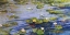 Picture of WATER LILLIES