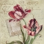 Picture of FRENCH TULIPS II