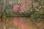 Picture of AZALEA BRANCHES IN SPRING