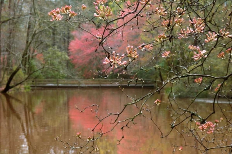 Picture of AZALEA BRANCHES IN SPRING