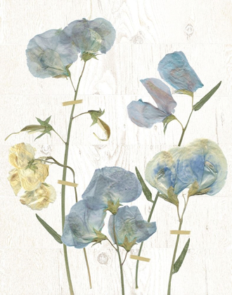 Picture of BLUE SWEET PEAS I