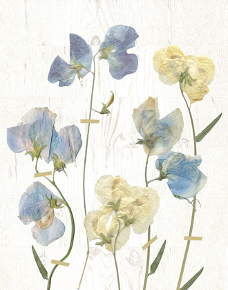 Picture of BLUE SWEET PEAS II