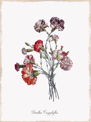 Picture of BOTANICAL CARNATION