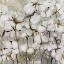 Picture of COTTON FIELD