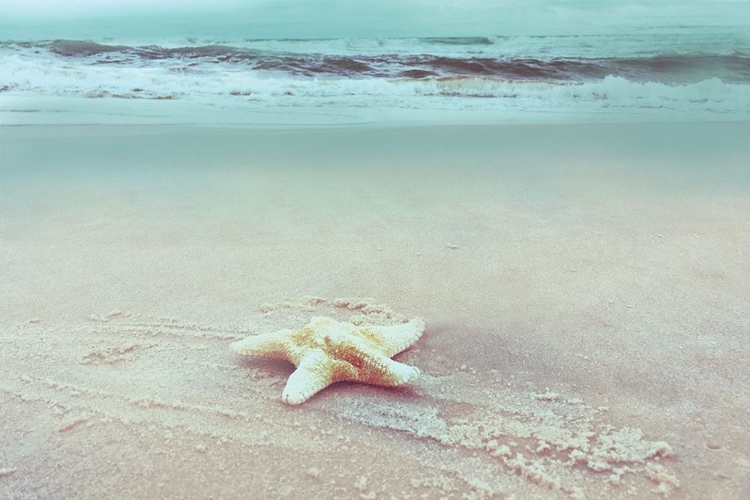 Picture of BEACH SET STARFISH