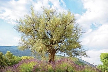 Picture of OLIVE TREE