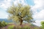 Picture of OLIVE TREE