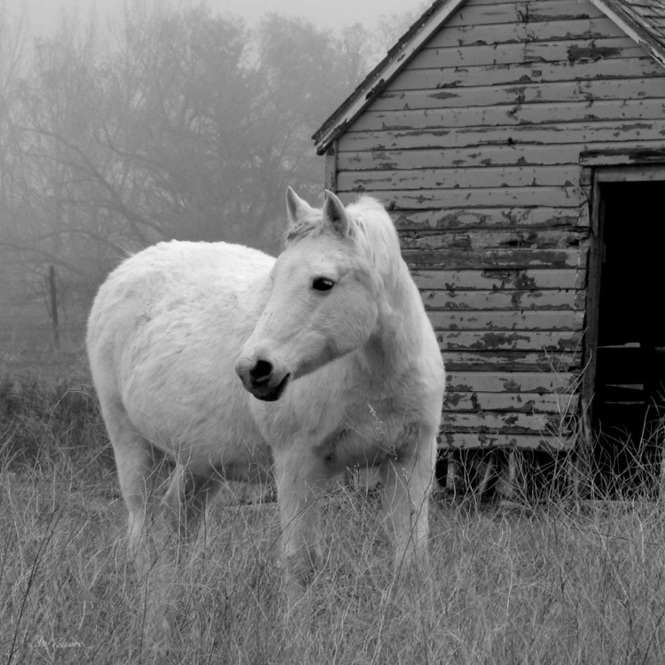 Picture of MORNING PASTURE