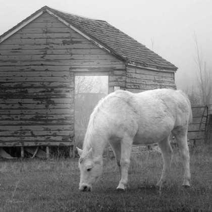 Picture of MISTY PASTURE