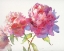 Picture of PRIZE PEONIES II
