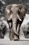 Picture of BOTSWANA PATRIARCH