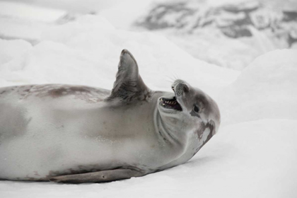 Picture of LAUGHING SEAL