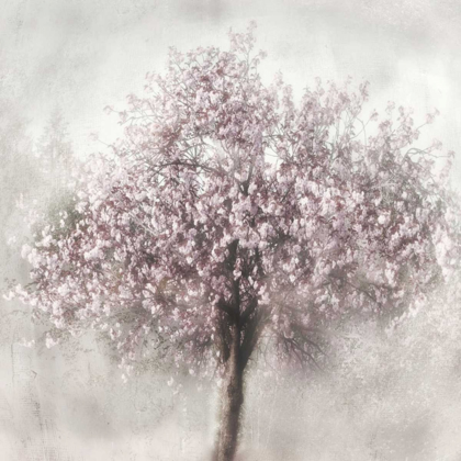 Picture of BLOSSOMS OF SPRING II