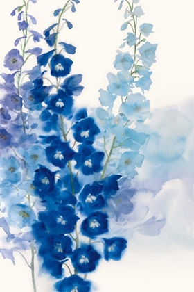 Picture of DELPHINIUM I