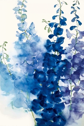 Picture of DELPHINIUM II