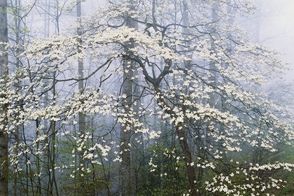 Picture of A. JONES _ DOGWOOD CANOPY