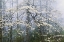 Picture of A. JONES _ DOGWOOD CANOPY