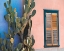Picture of CACTUS PROFILE