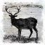Picture of BIRCHBARK DEER