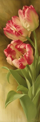 Picture of SPRINGS PARROT TULIP I