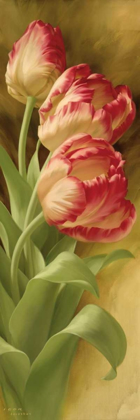 Picture of SPRINGS PARROT TULIP II