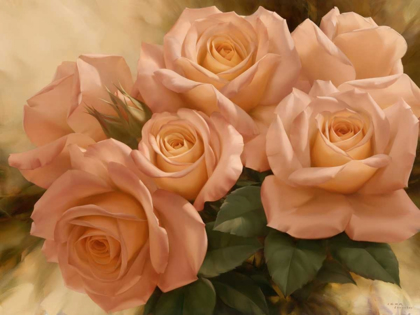 Picture of PEACH ROSE SPLENDOR I