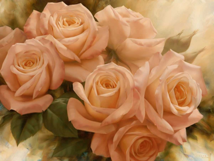 Picture of PEACH ROSE SPLENDOR II