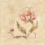 Picture of PERFECT PEONY II