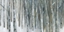 Picture of BANFF BIRCH