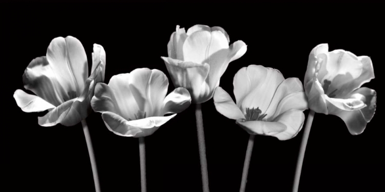 Picture of TULIPS AT NIGHT