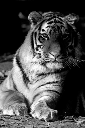 Picture of TIGER REPOSE