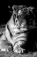 Picture of TIGER REPOSE