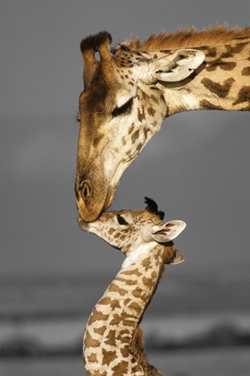 Picture of MASAI MARA GIRAFFE